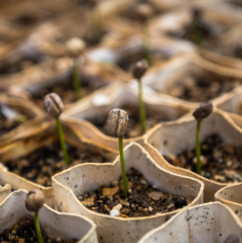 Une exigence de la plantation à la tasse